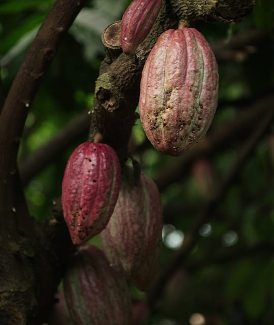 Cacao bean sweets