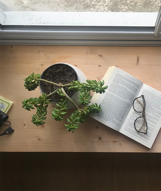 Book and reading glasses next to a succulent
